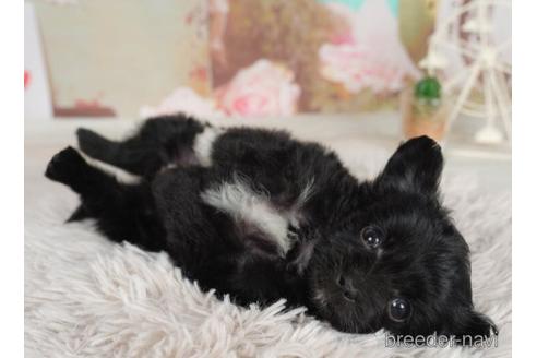 成約済の千葉県のチワプー:チワワ×トイプードル-228017の3枚目